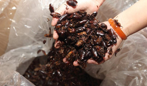 重口味:女子养10万只蟑螂可供生吃(组图)
