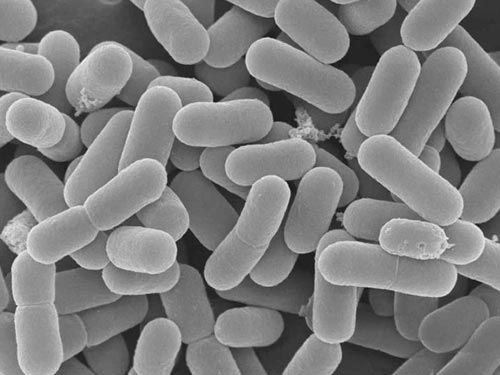 乳酸菌是什么