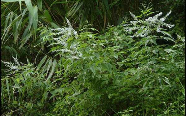 黄荆子的功效与作用