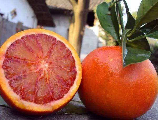 血橙价格多少钱一斤