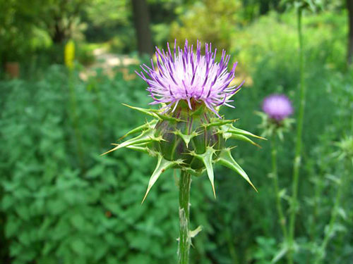 澳琳達(aurinda)大薊草蜂王漿複合膠囊能保肝護肝嗎